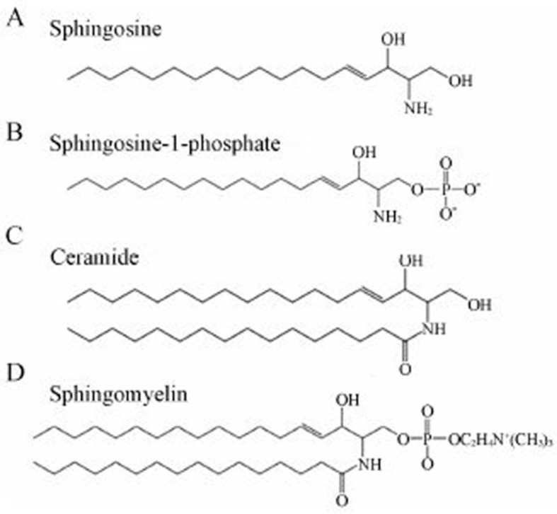 Non-Pancreatic Digestive Enzymes.