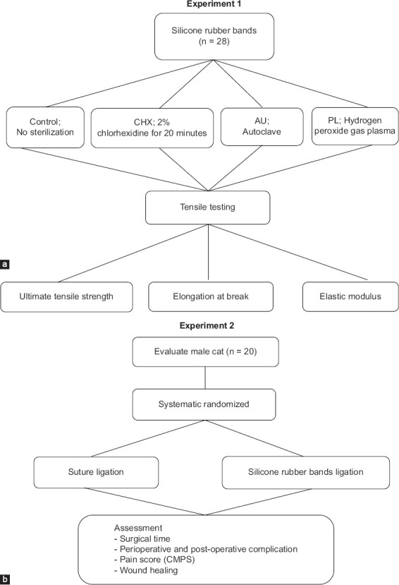Efficacy and sterilization resilience of silicone rubber bands as an alternative to suture ligation in feline orchiectomy.