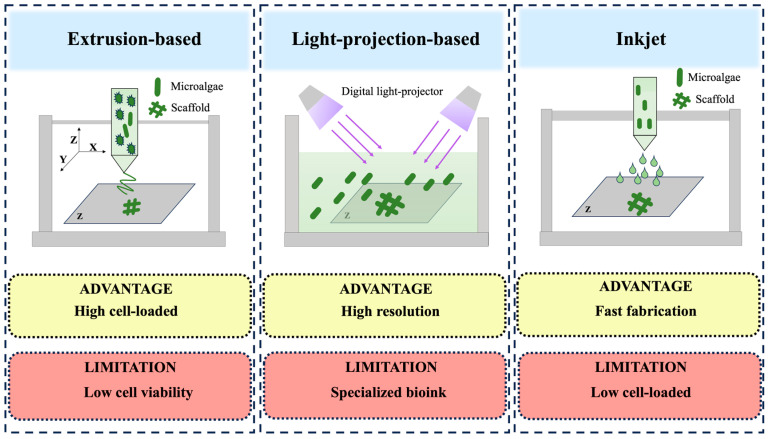 Microalgae-Based 3D Bioprinting: Recent Advances, Applications and Perspectives.