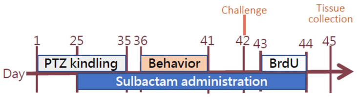 Sulbactam: A β-Lactam Compound with Neuroprotective Effects in Epilepsy.