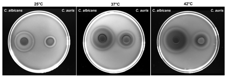 Biological Features, Antimicrobial Susceptibility and Phenotypic Characterization of <i>Candidozyma auris</i> CDC B11903 Grown at Different Temperatures.