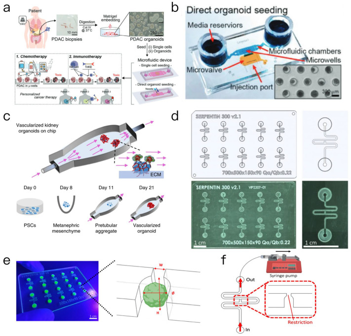 Sophisticated Interfaces Between Biosensors and Organoids: Advancing Towards Intelligent Multimodal Monitoring Physiological Parameters.