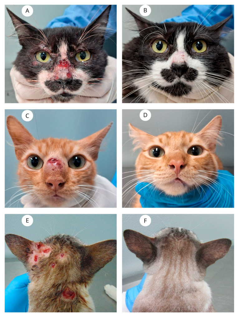 Prospective Uncontrolled Interventional Study of Itraconazole and β-Glucans (<i>Euglena gracilis</i>) to Assess Safeness and Clinical Effectiveness in Cats with Cutaneous and Mucosal Sporotrichosis.