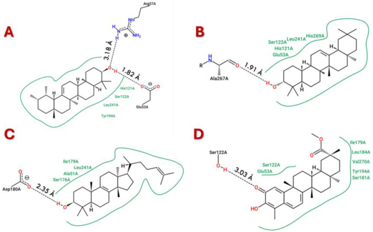 Correlation Between In Silico Docking/Simulation Results and In Vitro MAGL Inhibition Potency of Selected Triterpenes.