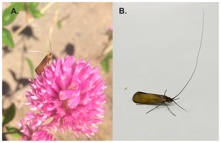 The genome sequence of the Brassy Long-horn, <i>Nemophora metallica</i> (Poda, 1761) (Lepidoptera: Adelidae).