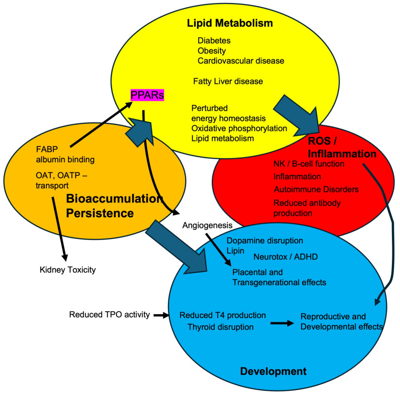 Toxicological, Chemical, Social, and Economic Challenges Associated with PFAS and Replacement Aqueous Film-Forming Foams (AFFF).