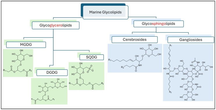 Analytical Approaches to the Rapid Characterisation of Marine Glycolipids in Bioproduct Discovery.