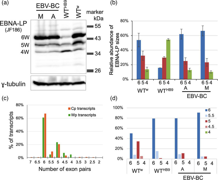 A direct RNA-seq-based EBV latency transcriptome offers insights into the biogenesis of EBV gene products.