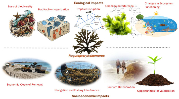 Overview of Primary and Secondary Metabolites of <i>Rugulopteryx okamurae</i> Seaweed: Assessing Bioactivity, Scalability, and Molecular Mechanisms.