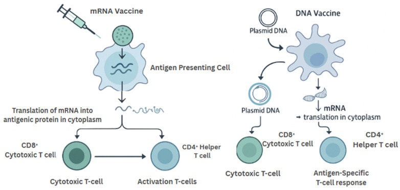 mRNA and DNA-Based Vaccines in Genitourinary Cancers: A New Frontier in Personalized Immunotherapy.