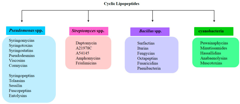 State of the Art of Cyclic Lipopeptide-Membrane Interactions: Pore Formation and Bilayer Permeability.