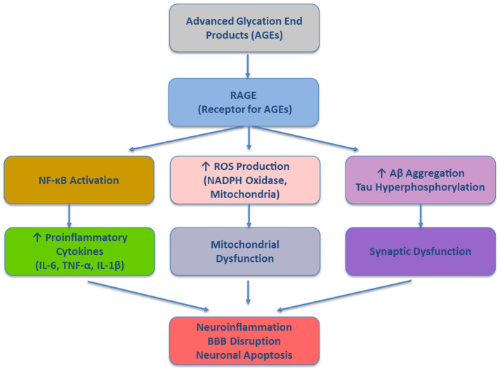 Oxidative Stress, Advanced Glycation End Products (AGEs), and Neurodegeneration in Alzheimer's Disease: A Metabolic Perspective.