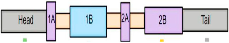 Deciphering the Structural Biology of GFAP: Connotations of Its Potency in Presaging the Diagnosis for Traumatic Brain Injury and AD.