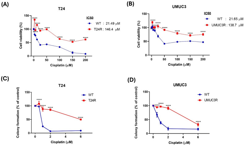 ABCC6 Transporter Contributed to Cisplatin Resistance on Bladder Cancer.