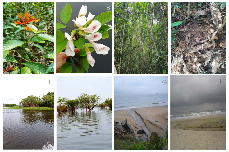 Into the Wild: A Look at <i>Candida albicans</i> Outside the Clinical Setting.