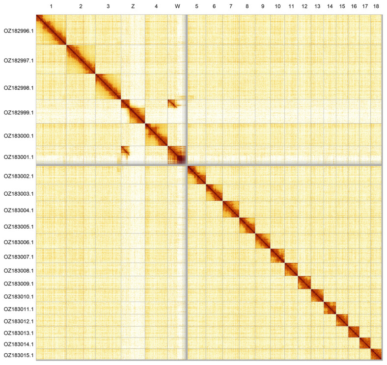 The genome sequence of the Alpine Zephyr Blue, <i>Kretania trappi</i> (Verity, 1927) (Lepidoptera: Lycaenidae).
