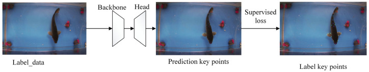 A Novel Fish Pose Estimation Method Based on Semi-Supervised Temporal Context Network.