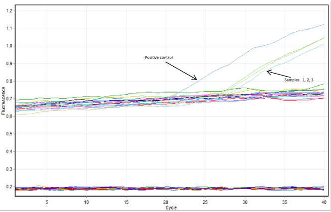 <i>Taylorella equigenitalis</i> infections in Poland - results of current diagnostic investigations.