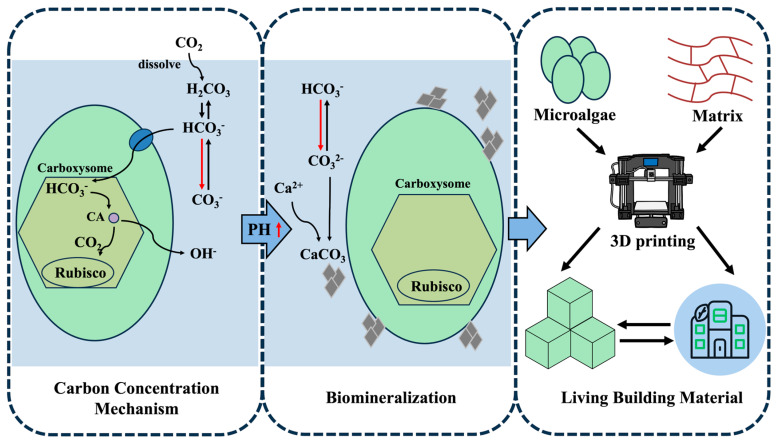 Microalgae-Based 3D Bioprinting: Recent Advances, Applications and Perspectives.