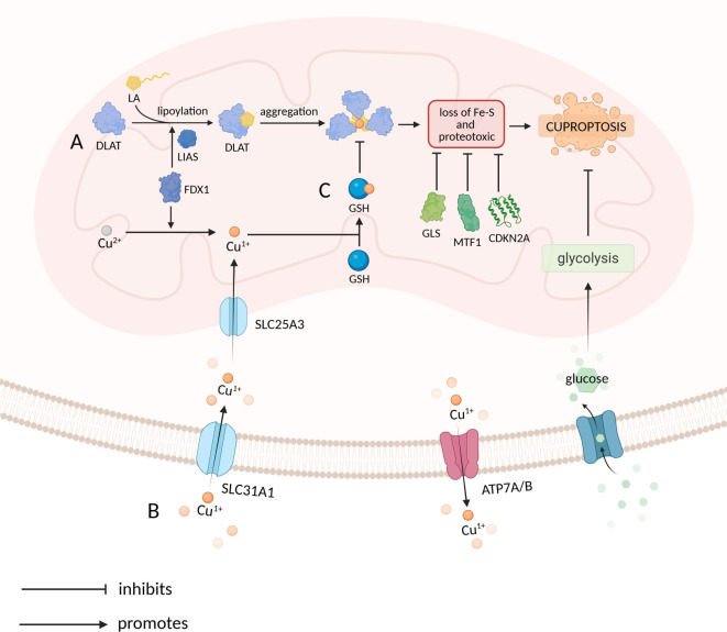 Tumor glucose reprogramming suppresses cuproptosis: A review.