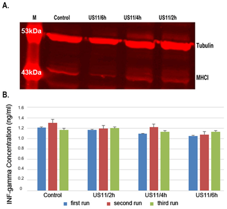 In Vitro Silencing of MHC-I in Keratinocytes by Herpesvirus US11 Protein to Model Alloreactive Suppression.