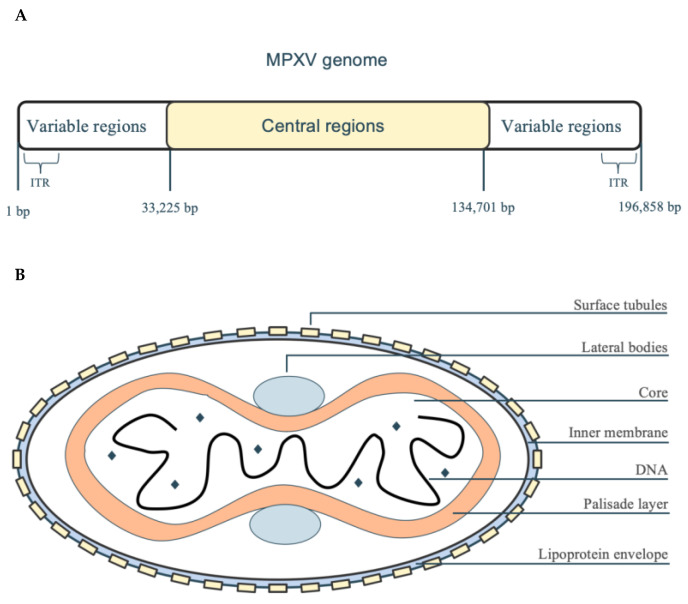 Evolving Threats: Adaptive Mechanisms of Monkeypox Virus (MPXV) in the 2022 Global Outbreak and Their Implications for Vaccine Strategies.