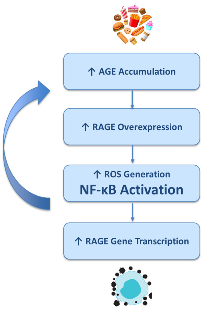 Oxidative Stress, Advanced Glycation End Products (AGEs), and Neurodegeneration in Alzheimer's Disease: A Metabolic Perspective.
