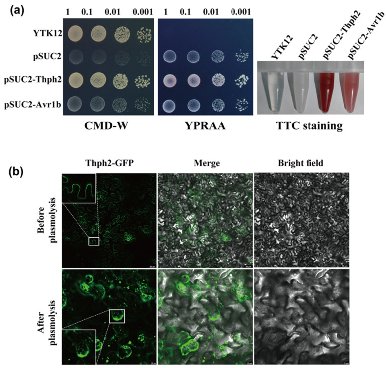 <i>Trichoderma harzianum</i> Cellobiohydrolase Thph2 Induces Reactive Oxygen Species-Mediated Resistance Against Southern Corn Leaf Blight in Maize.