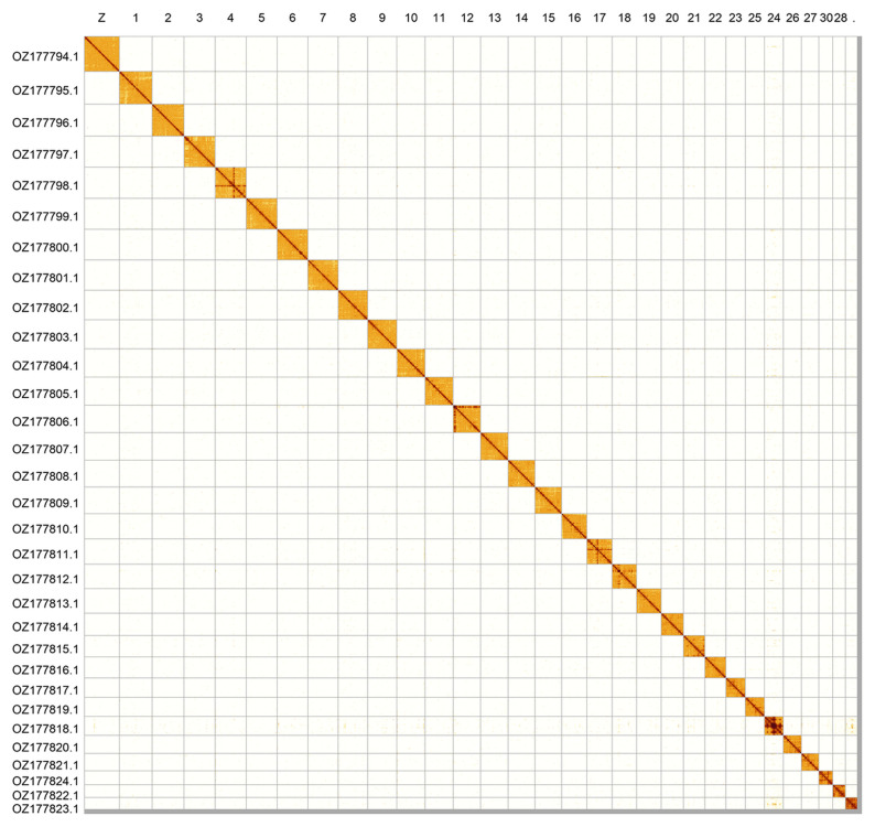 The genome sequence of the Camberwell Beauty, <i>Nymphalis antiopa</i> (Linnaeus, 1758) (Lepidoptera: Nymphalidae).