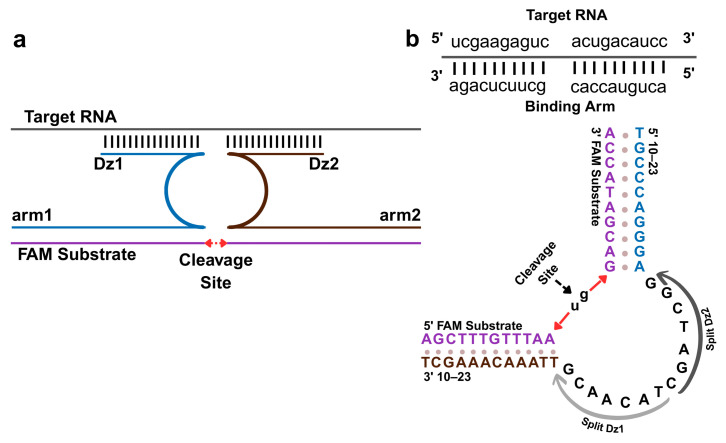 An Isothermal Deoxyribozyme Sensor for Rapid Detection of Enteroviral RNA.