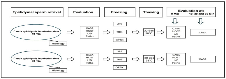 Evaluation of Sperm Retrieval Efficiency and Extender Impact in Cryopreserved Canine Epididymal Semen.