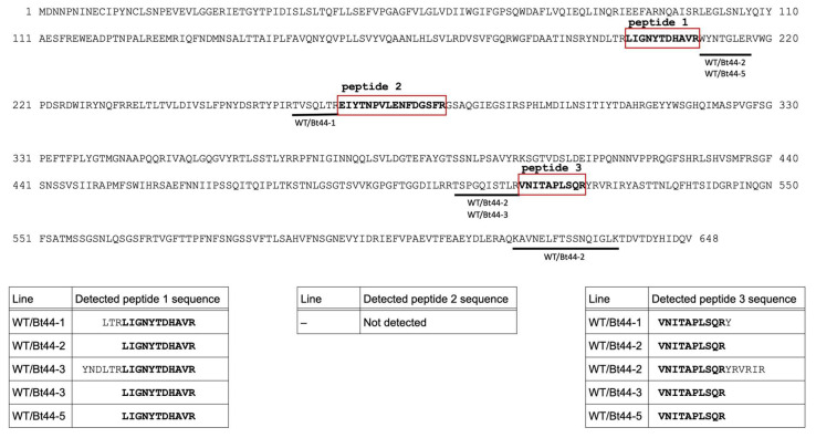 Translocation of Insecticidal Bt Protein in Transgrafted Plants.