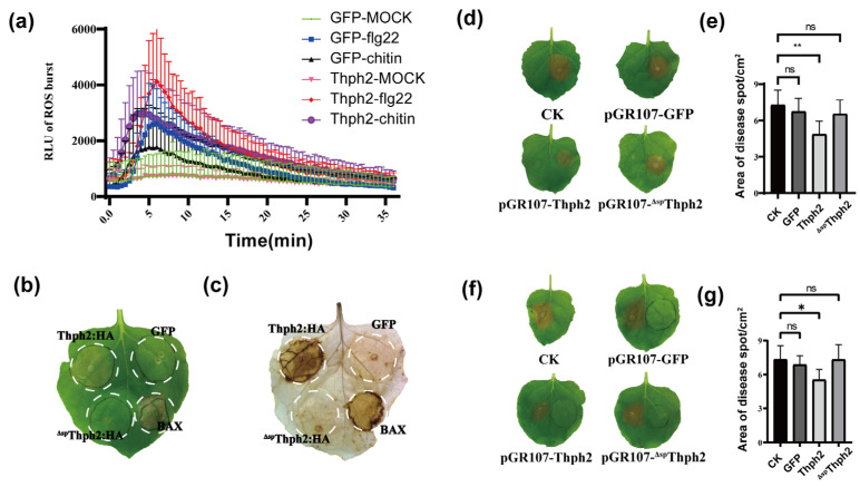 <i>Trichoderma harzianum</i> Cellobiohydrolase Thph2 Induces Reactive Oxygen Species-Mediated Resistance Against Southern Corn Leaf Blight in Maize.