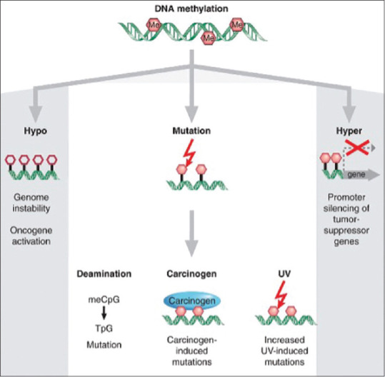 The role of epigenetics in cancer: From pathways to the clinic.