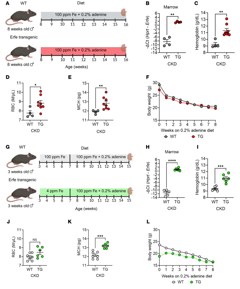 Transgenic augmentation of erythroferrone in mice ameliorates anemia in adenine-induced chronic kidney disease.