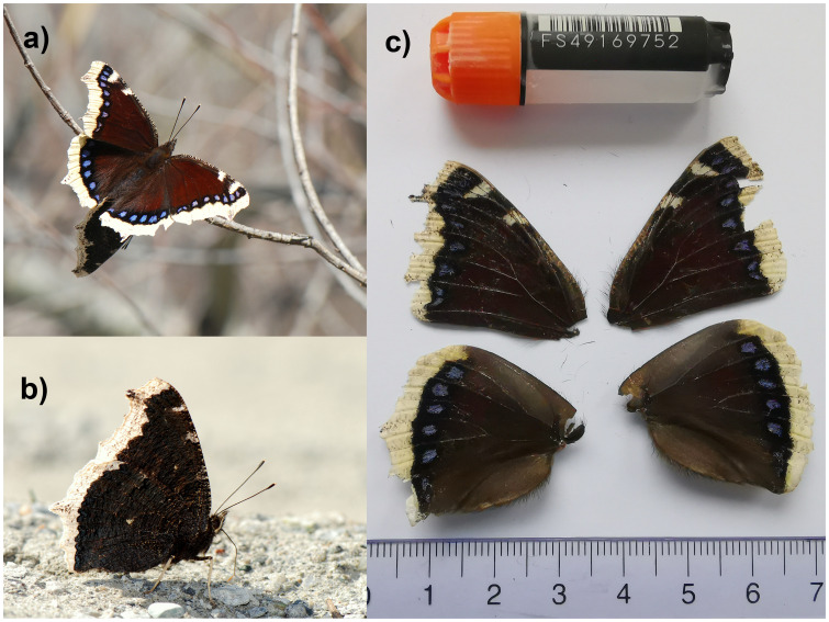 The genome sequence of the Camberwell Beauty, <i>Nymphalis antiopa</i> (Linnaeus, 1758) (Lepidoptera: Nymphalidae).
