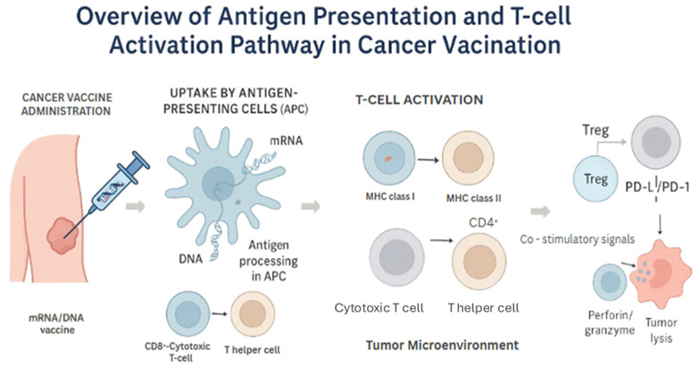 mRNA and DNA-Based Vaccines in Genitourinary Cancers: A New Frontier in Personalized Immunotherapy.