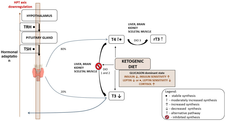 Ketogenic Diet and Thyroid Function: A Delicate Metabolic Balancing Act.