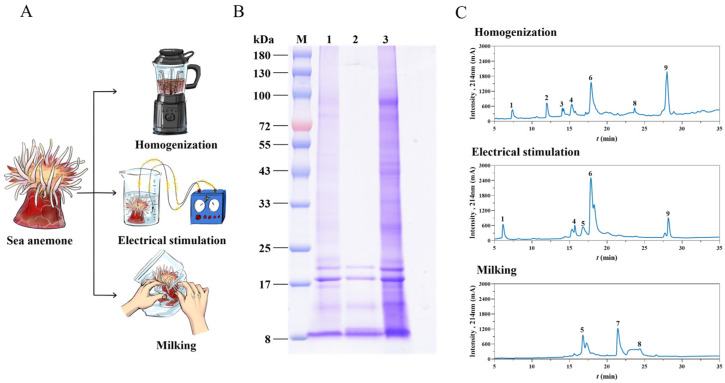 Sea Anemone <i>Stichodactyla Haddoni</i> Venom: Extraction Method Dictates Composition and Functional Potency.