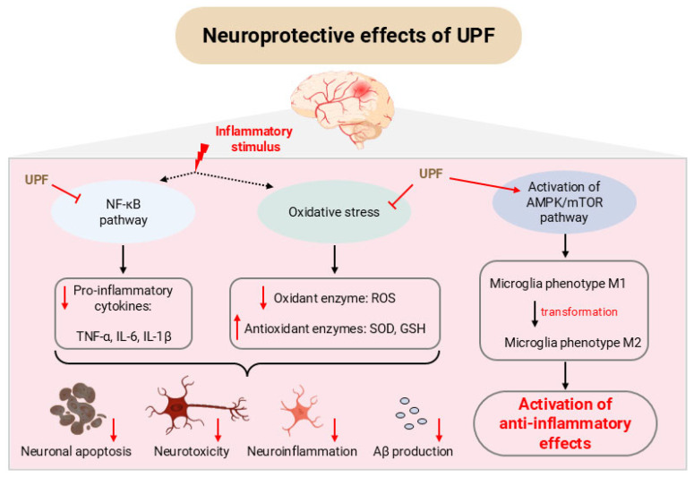 Anti-Inflammatory and Neuroprotective Effects of <i>Undaria pinnatifida</i> Fucoidan.