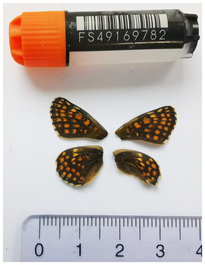 The genome sequence of the Nickerl's Fritillary, <i>Melitaea aurelia</i> Nickerl, 1850 (Lepidoptera: Nymphalidae).