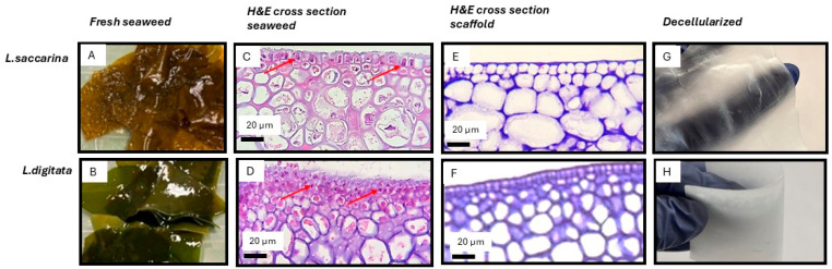 Mechanical Properties and Microstructure of Decellularized Brown Seaweed Scaffold for Tissue Engineering.
