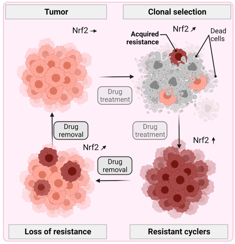 Gas Plasma Combination Therapies-Promises from Preclinical Oncology Research.