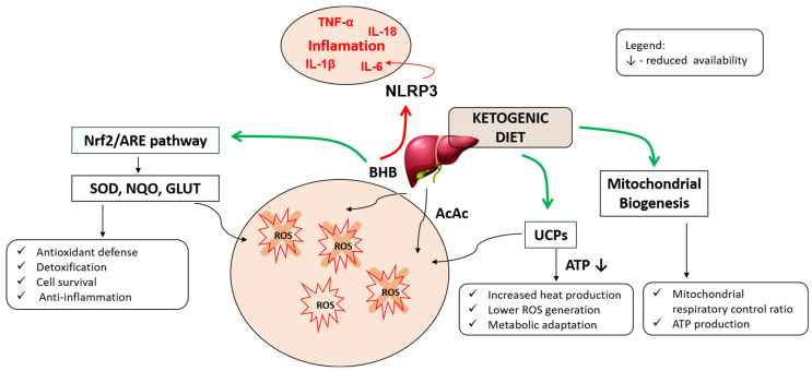 Ketogenic Diet and Thyroid Function: A Delicate Metabolic Balancing Act.