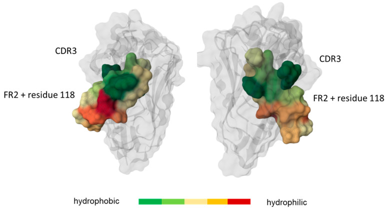 Computational Prediction of Single-Domain Immunoglobulin Aggregation Propensities Facilitates Discovery and Humanization of Recombinant Nanobodies.
