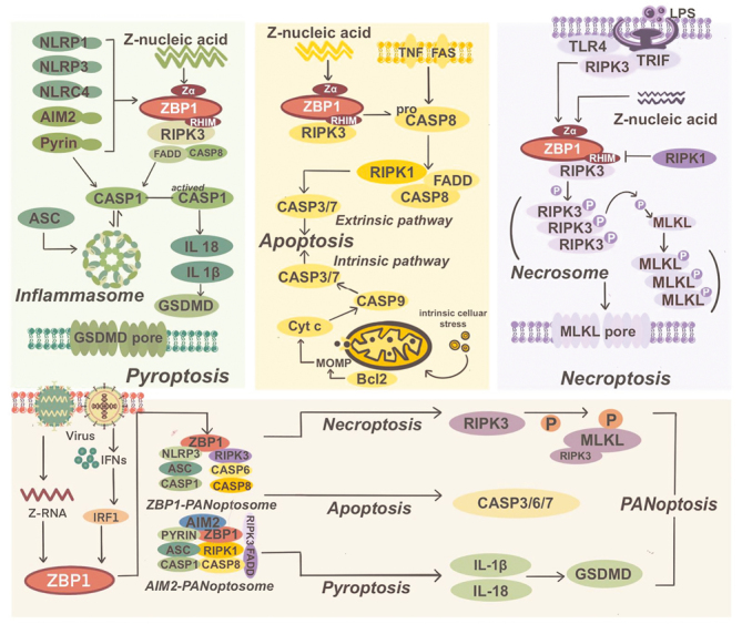 Z-DNA-binding protein 1-mediated programmed cell death: Mechanisms and therapeutic implications.