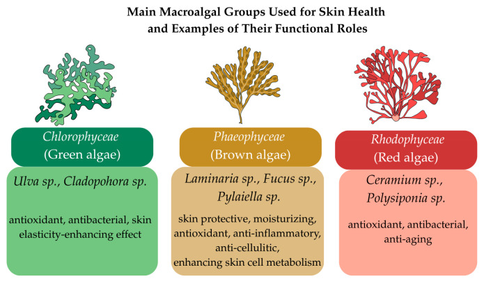 Marine Macroalgae in Topical Formulations: Bioactive Compounds, Variability, Analytical Challenges and Skin Benefits.