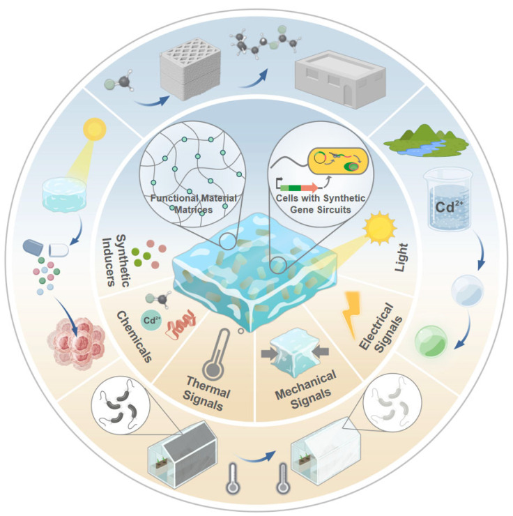 Synthetic Gene Circuits Enable Sensing in Engineered Living Materials.