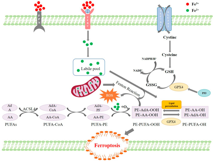 Curcumin Can Inhibit Zearalenone-Induced Ferroptosis in Porcine Intestinal Epithelial Cells via the p53/SLC7A11/GPX4 Pathway.