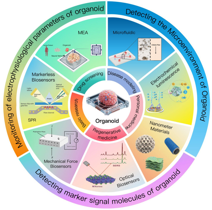 Sophisticated Interfaces Between Biosensors and Organoids: Advancing Towards Intelligent Multimodal Monitoring Physiological Parameters.